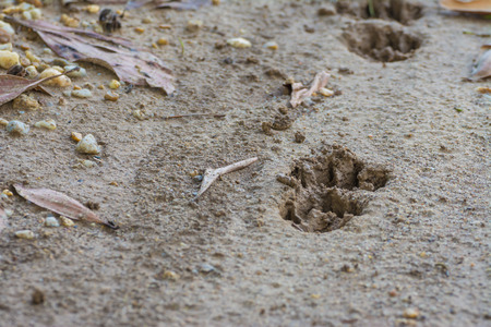 Tiger or Cat foot step on mud background