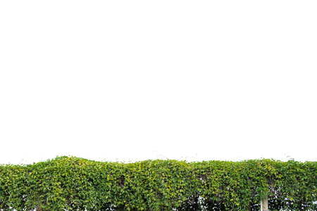 Ivy green with leaf on isolate backgroundの写真素材