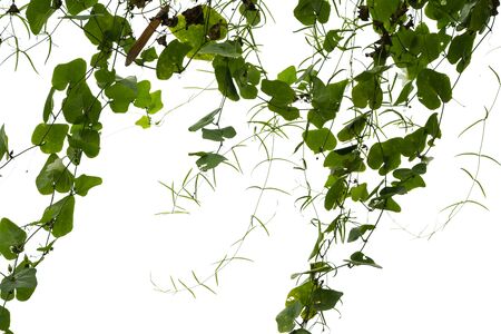 Ivy green with leaf on isolate white background