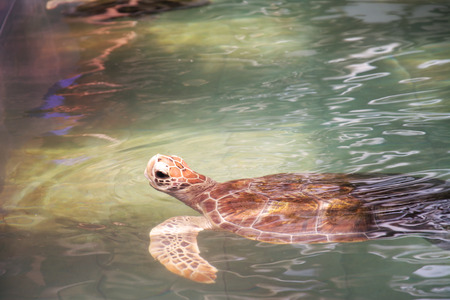 Turtle swimming in the sea ocean backgroundの写真素材