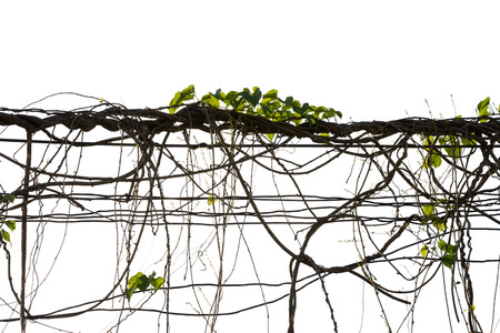 Ivy green with leaf on isolate white backgroundの写真素材