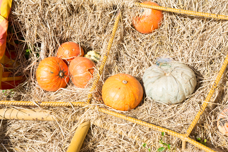 pumpkin in the farm backgroundの写真素材