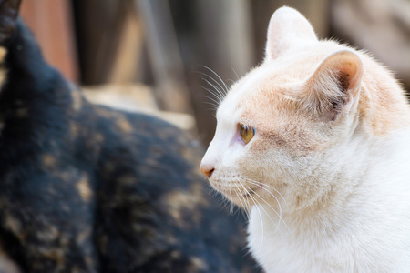 Cat wildlife backgroundの写真素材