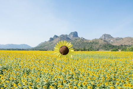 sun flower on day view backgroundの写真素材
