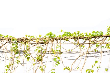 Ivy green with leaf on isolate white backgroundの写真素材