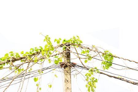 Ivy green with leaf on isolate white backgroundの写真素材