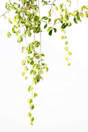 Ivy green with leaf on isolate white backgroundの写真素材
