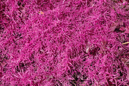 Ivy green with leaf on isolate white backgroundの写真素材