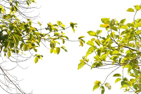 Ivy green with leaf on isolate white backgroundの写真素材