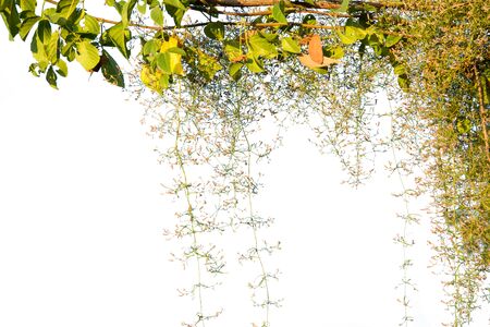 Ivy green with leaf on isolate white backgroundの写真素材