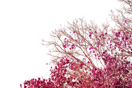 Ivy colorful with leaf on isolate white backgroundの写真素材