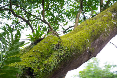 green moss on the tree in the forestの写真素材