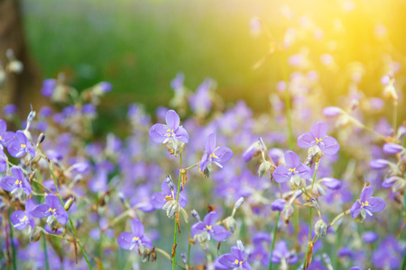 violet color of Murdannia giganteum flowerの写真素材