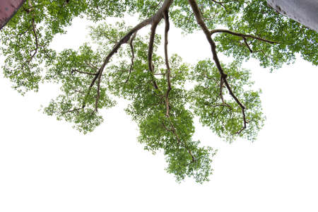 Tree alone with leaf on isolate white backgroundの写真素材