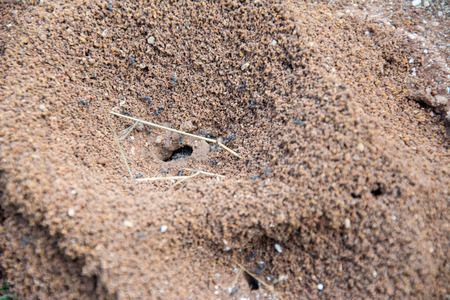 ant nest or home on the red rocket