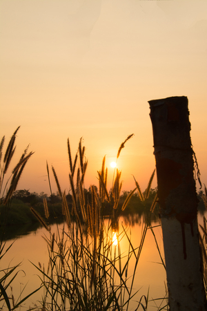 Sunset light with flower and grass backgroundの写真素材