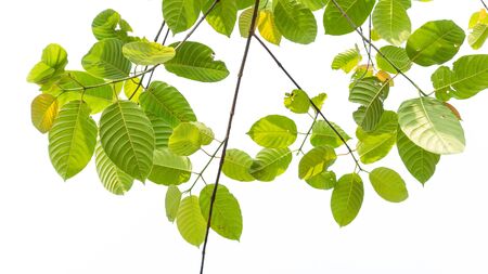 Ivy green with leaf on isolate white backgroundの写真素材