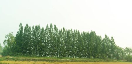 Tree group with leaf on white backgroundの写真素材
