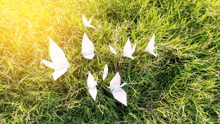 Dove bird paper white on grass green backgroundの写真素材