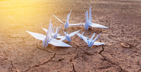 Dove bird paper white on soil arid backgroundの写真素材