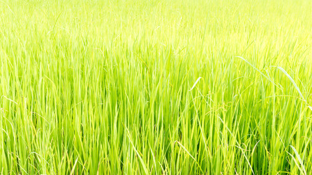 Asia green rice farm landscape backgroundの写真素材