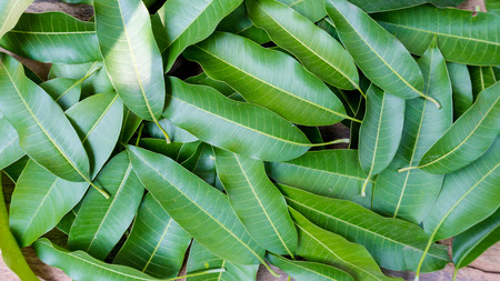 Mango fruit green leaf tecture on top view. concept of background