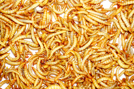 worm animal wiggle on the floor. wildlife life focus