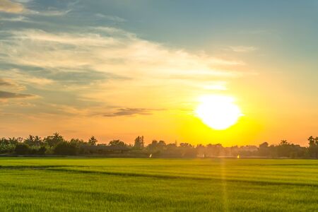 sunset worm light shade with asia farm rice grown upの写真素材