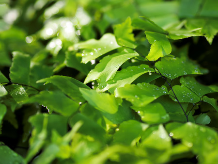 Green Leaves Ginkgo Fern Ginkgo Biloba with Water Dropsの写真素材