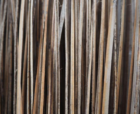 Dry branchの写真素材