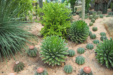 cactusの写真素材