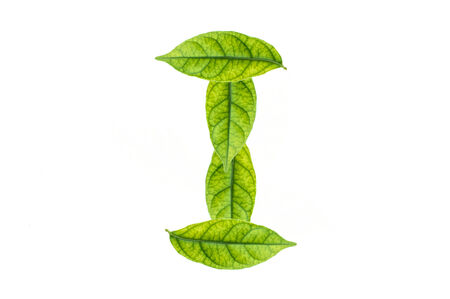 Letters made of leaf and isolated on whiteの写真素材