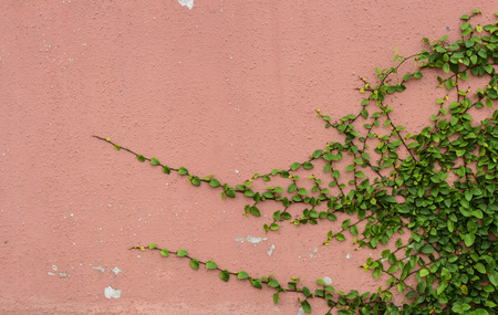 The Green Creeper Plant on the Wallの写真素材
