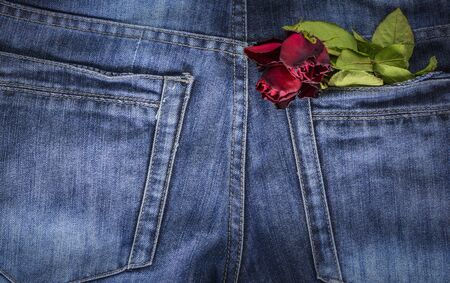 Red rose in jeans pocket