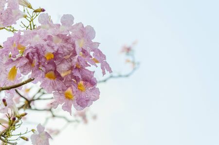 Tabebuia rosea Pink flowers and blue sky.