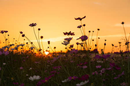 sunset and landscapeの写真素材