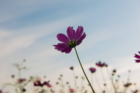 cosmos flowerの写真素材