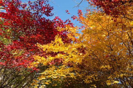 The colors of autumn in koreaの写真素材