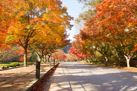 The colors of autumn in koreaの写真素材
