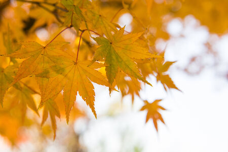 Beautiful Colorful Autumn Leavesの写真素材