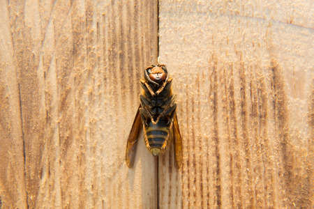dead wasp on backgroundの写真素材