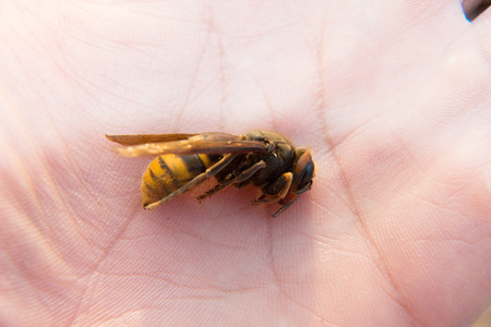 dead wasp on background