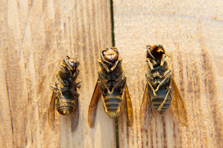 dead wasp on backgroundの写真素材