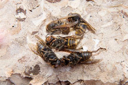 dead wasp on backgroundの写真素材
