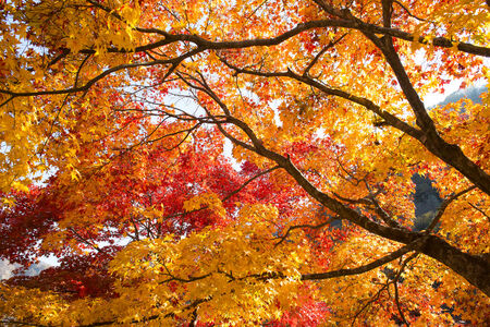 The colors of autumn in koreaの写真素材