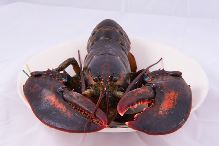 lobster from USA.の写真素材