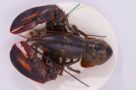 lobster from USA.の写真素材