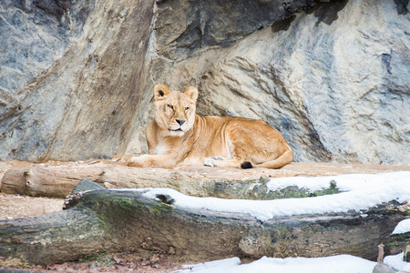 Lionの写真素材