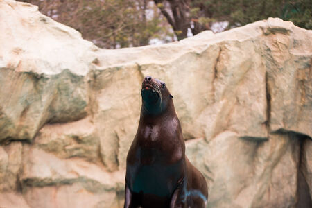 Sea Lionの写真素材