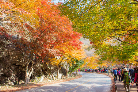 NAEJANGSAN,KOREA - NOVEMBER 30: Tourists taking photos of the beautiful scenery around Naejangsan,South Korea during autumn season on November 30, 2014.のeditorial素材